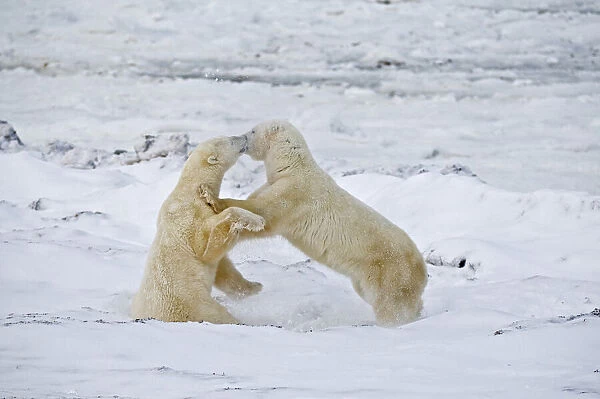 Canada, Manitoba, Churchill. Young polar bears sparring