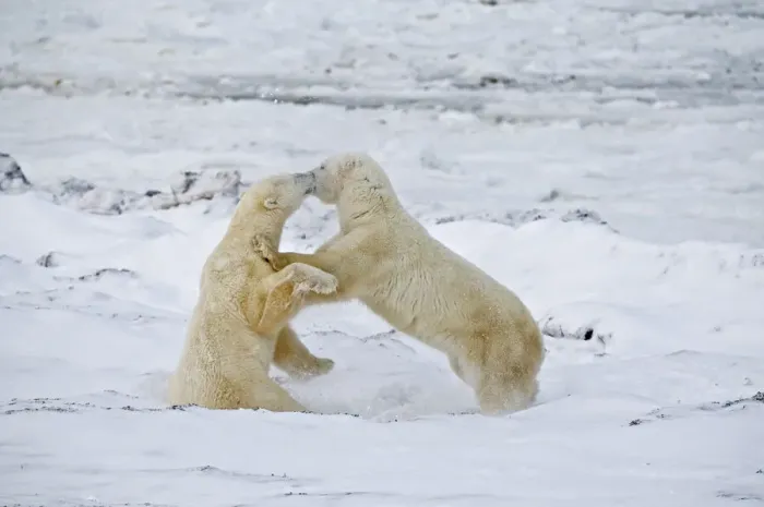 Framed Print : Canada, Manitoba, Churchill. Young polar bears sparring Framed Print : Canada, Manitoba, Churchill. Young polar bears sparring