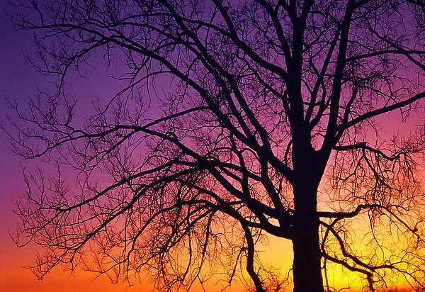 Canada, Manitoba. Detail of cottonwood tree at sunset