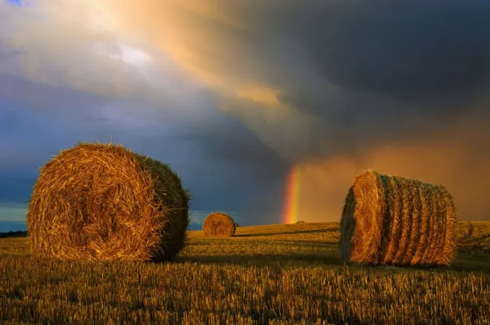 Framed Print : Canada, Manitoba, Cypress River. Bales and rainbow after storm at sunset Framed Print : Canada, Manitoba, Cypress River. Bales and rainbow after storm at sunset