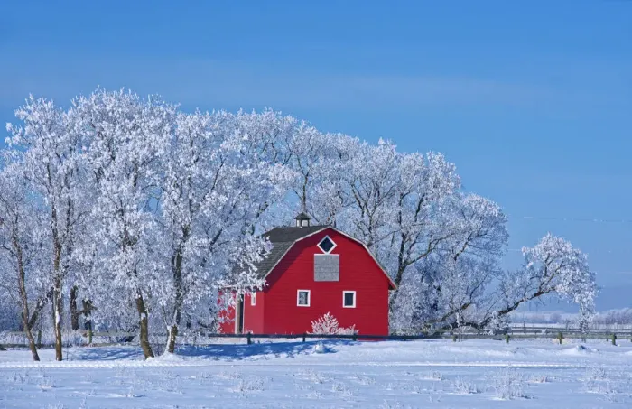 Framed Print : Canada, Manitoba, Deacons Corner. Red barn surrounded by trees covered with Framed Print : Canada, Manitoba, Deacons Corner. Red barn surrounded by trees covered with