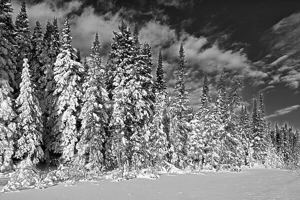 Canada, Manitoba, Duck Mountain Provincial Park. Black and white of forest after snowstorm