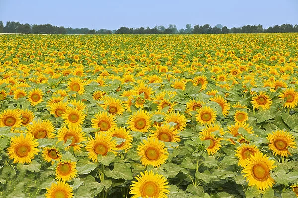 Canada, Manitoba, Dugald. Crop of sunflowers