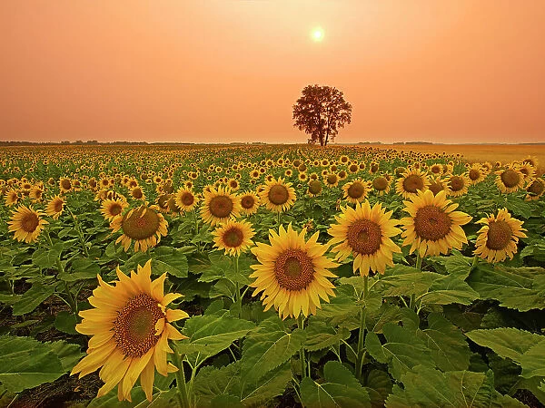Canada, Manitoba, Dugald. Field of sunflowers and cottonwood tree at sunset