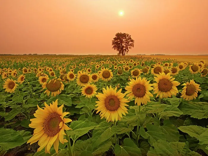 Framed Print : Canada, Manitoba, Dugald. Field of sunflowers and cottonwood tree at sunset