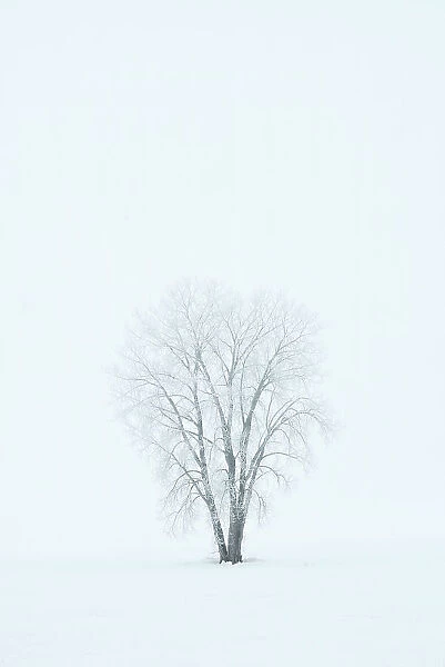 Canada, Manitoba, Dugald. Hoarfrost, covered plains cottonwood tree in fog