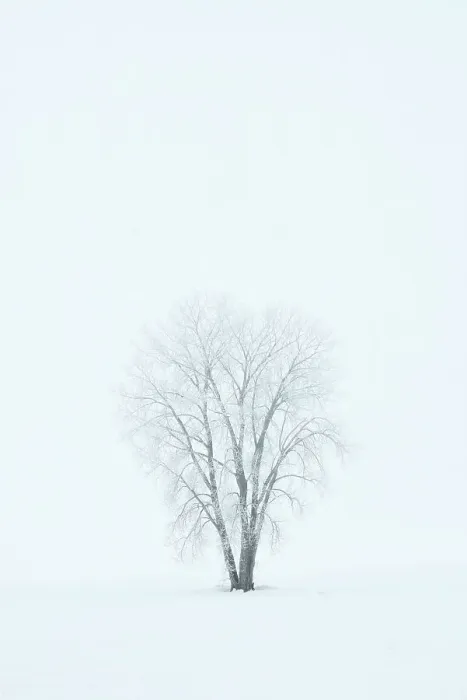 Framed Print : Canada, Manitoba, Dugald. Hoarfrost, covered plains cottonwood tree in fog Framed Print : Canada, Manitoba, Dugald. Hoarfrost, covered plains cottonwood tree in fog