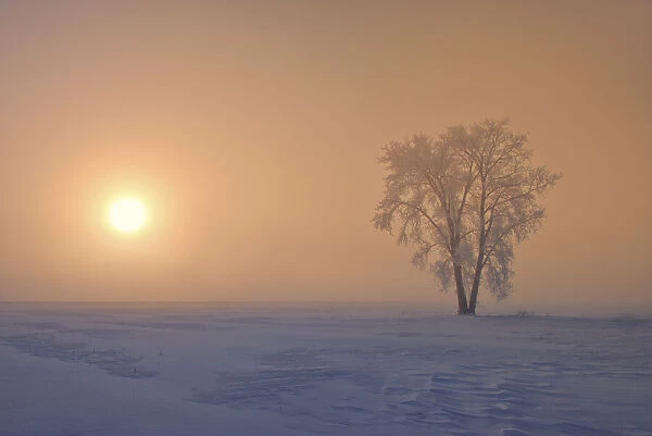 Canada, Manitoba, Dugald. Hoarfrost covered cottonwood tree in fog at sunrise