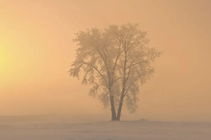Framed Print : Canada, Manitoba, Dugald. Hoarfrost covered cottonwood tree in fog at sunrise Framed Print : Canada, Manitoba, Dugald. Hoarfrost covered cottonwood tree in fog at sunrise