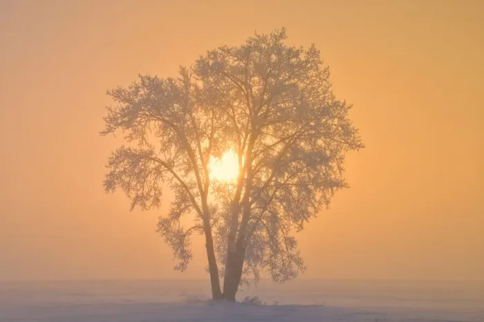 Framed Print : Canada, Manitoba, Dugald. Hoarfrost covered cottonwood tree in fog at sunrise Framed Print : Canada, Manitoba, Dugald. Hoarfrost covered cottonwood tree in fog at sunrise