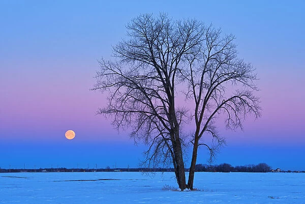 Canada, Manitoba, Dugald. Full moon and cottonwood tree at dawn