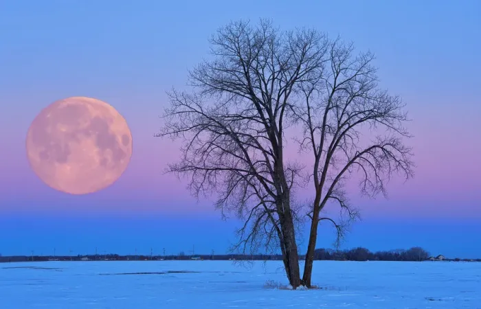 Framed Print : Canada, Manitoba, Dugald. Full moon and cottonwood tree at dawn Framed Print : Canada, Manitoba, Dugald. Full moon and cottonwood tree at dawn