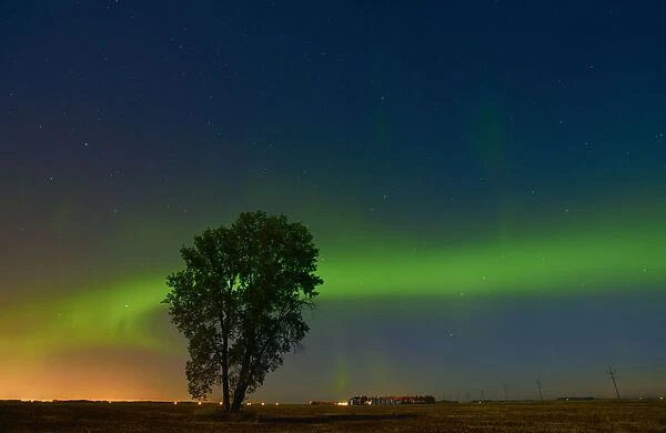 Canada, Manitoba, Dugald. Northern Lights and cottonwood tree on prairie. Credit as