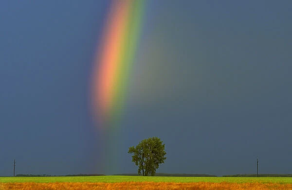 Canada, Manitoba, Dugald. Rainbow and cottonwood tree after a storm