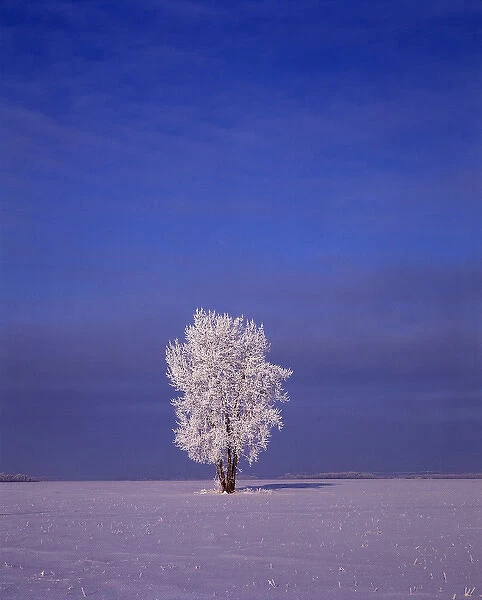 Canada, Manitoba, Dugald, View of hoarfrost on cottonwood tree
