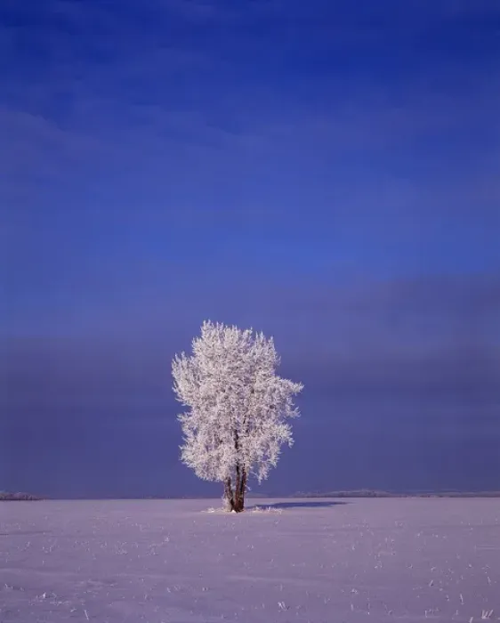 Framed Print : Canada, Manitoba, Dugald, View of hoarfrost on cottonwood tree Framed Print : Canada, Manitoba, Dugald, View of hoarfrost on cottonwood tree