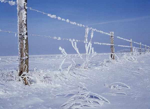 Canada, Manitoba, Dugald, View of hoarfrost and fence
