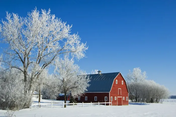 Framed Print : Canada, Manitoba, Grande Pointe. Hoarfrost and red barn in winter Framed Print : Canada, Manitoba, Grande Pointe. Hoarfrost and red barn in winter