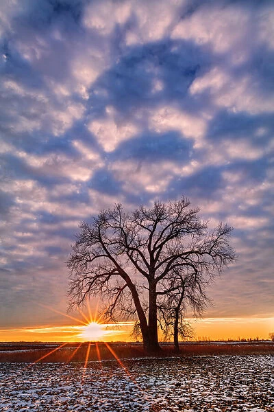 Canada, Manitoba, Grande Pointe. Cottonwood tree and clouds at sunset
