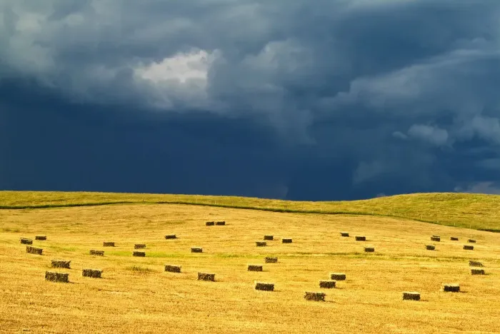 Framed Print : Canada, Manitoba, Holland. Square bales in field and storm clouds Framed Print : Canada, Manitoba, Holland. Square bales in field and storm clouds
