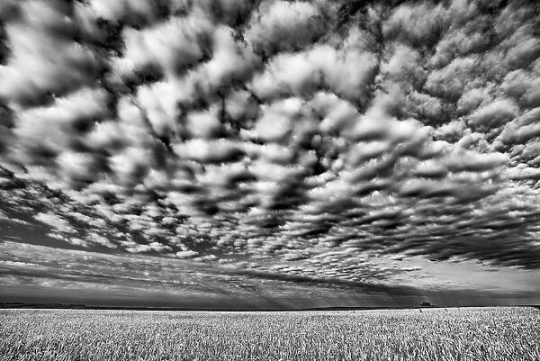 Canada, Manitoba, Holland. Wheat crop and cloud patterns