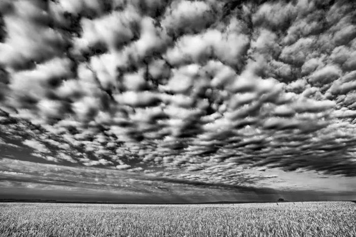 Framed Print : Canada, Manitoba, Holland. Wheat crop and cloud patterns Framed Print : Canada, Manitoba, Holland. Wheat crop and cloud patterns