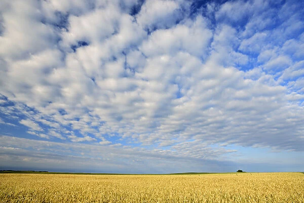 Canada, Manitoba, Holland. Wheat crop and clouds