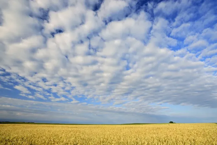 Framed Print : Canada, Manitoba, Holland. Wheat crop and clouds
