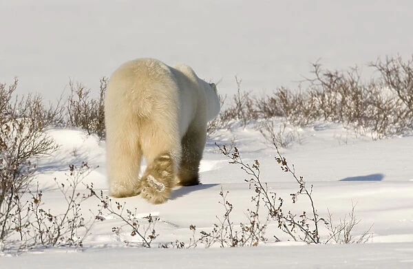 Canada, Manitoba, Hudson Bay, Churchill. Rear view of walking polar bear. Credit as
