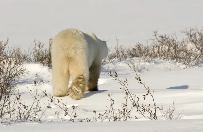 Framed Print : Canada, Manitoba, Hudson Bay, Churchill. Rear view of walking polar bear. Credit as Framed Print : Canada, Manitoba, Hudson Bay, Churchill. Rear view of walking polar bear. Credit as