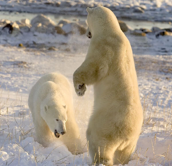 Canada, Manitoba, Hudson Bay, Churchill. Sparring polar bears