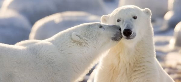 Canada, Manitoba, Hudson Bay, Churchill. Polar bear kiss
