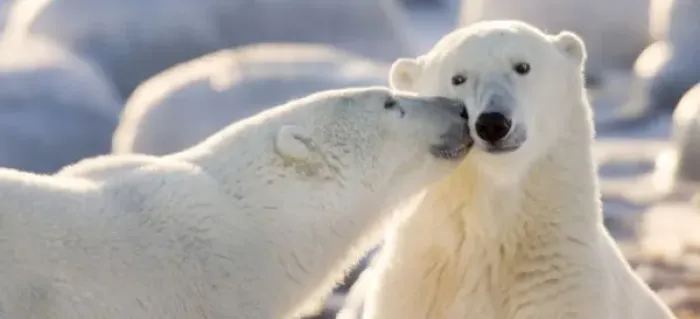 Framed Print : Canada, Manitoba, Hudson Bay, Churchill. Polar bear kiss