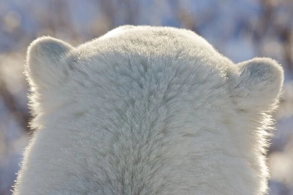 Canada, Manitoba, Hudson Bay, Churchill. Back of polar bears head
