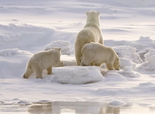 Canada, Manitoba, Hudson Bay, Churchill. Two polar bear cubs and mother
