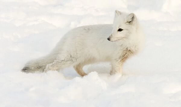 Canada, Manitoba, Hudson Bay. Close-up of arctic fox in snow