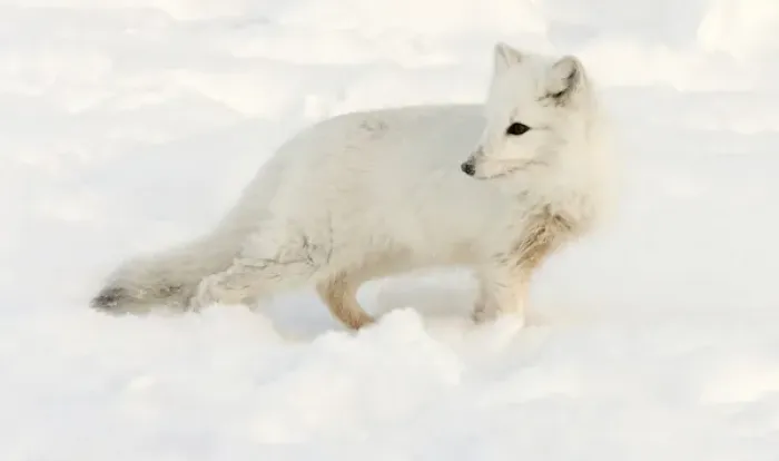 Framed Print : Canada, Manitoba, Hudson Bay. Close-up of arctic fox in snow