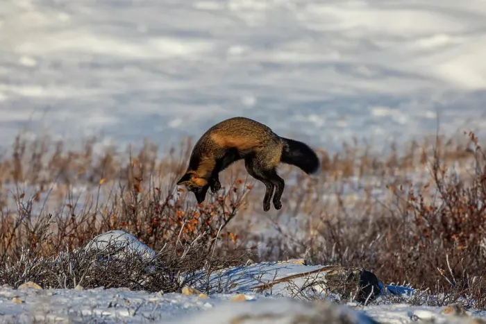 Framed Print : Canada, Manitoba, Hudson Bay. Cross fox hunting for underground rodent. ©Jim Zuckerman / Jaynes Gallery / DanitaDelimont.com Framed Print : Canada, Manitoba, Hudson Bay. Cross fox hunting for underground rodent. ©Jim Zuckerman / Jaynes Gallery / DanitaDelimont.com