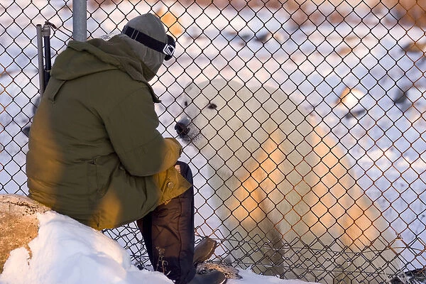 Canada, Manitoba, Hudson Bay. Curious polar bear checks out person through a fence