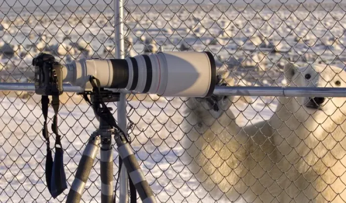 Framed Print : Canada, Manitoba, Hudson Bay. Curious polar bear checks out camera on a tripod. Credit as