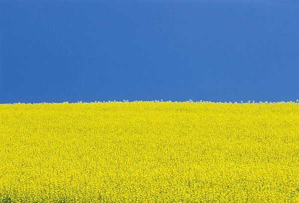 Canada, Manitoba, Killarney. Field of canola flowers and blue sky