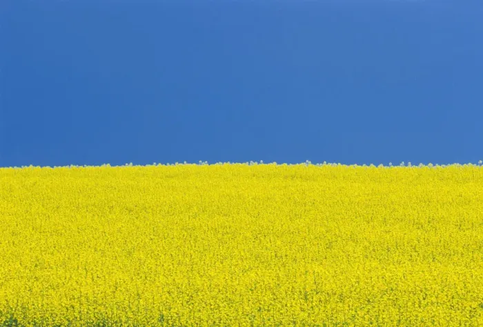 Framed Print : Canada, Manitoba, Killarney. Field of canola flowers and blue sky Framed Print : Canada, Manitoba, Killarney. Field of canola flowers and blue sky