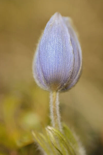 Canada, Manitoba, Libau. Prairie crocus flower close-up