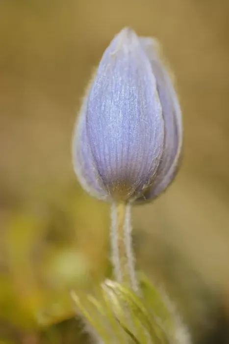 Framed Print : Canada, Manitoba, Libau. Prairie crocus flower close-up Framed Print : Canada, Manitoba, Libau. Prairie crocus flower close-up