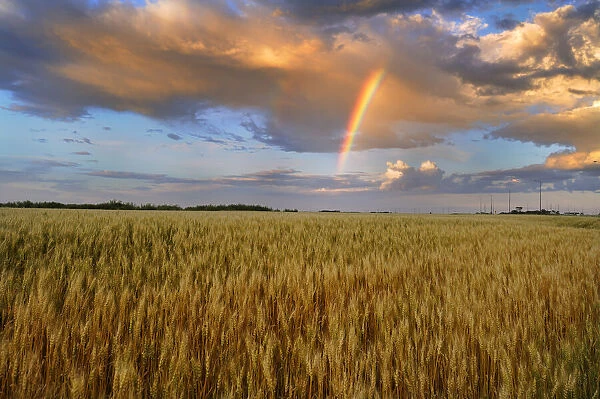 Canada, Manitoba, Lorette. Wheat field and rainbow after storm
