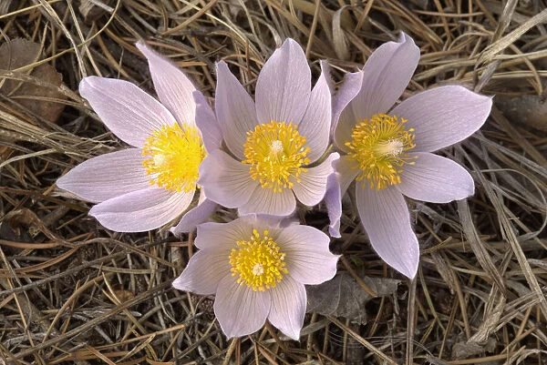 Canada, Manitoba, Mars Hill Wildlife Management Area. Close-up of prairie crocus flowers