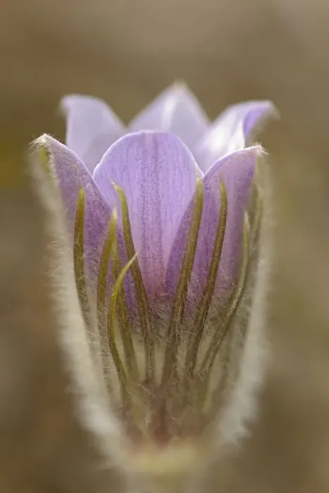 Framed Print : Canada, Manitoba, Mars Hill Wildlife Management Area. Detail of prairie crocus flower