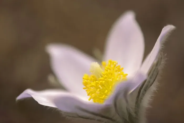 Framed Print : Canada, Manitoba, Mars Hill Wildlife Management Area. Detail of prairie crocus flower