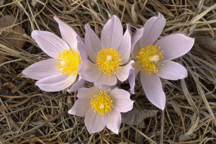 Framed Print : Canada, Manitoba, Mars Hill Wildlife Management Area. Close-up of prairie crocus flowers