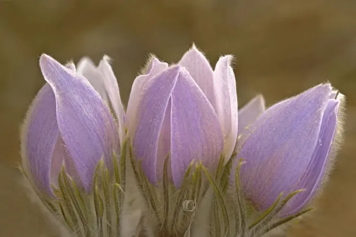 Framed Print : Canada, Manitoba, Mars Hill Wildlife Management Area. Close-up of prairie crocus flowers Framed Print : Canada, Manitoba, Mars Hill Wildlife Management Area. Close-up of prairie crocus flowers